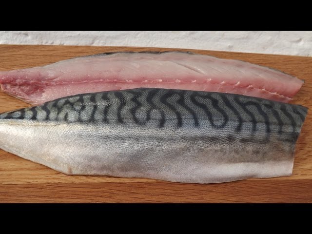 Atlantic Mackerel